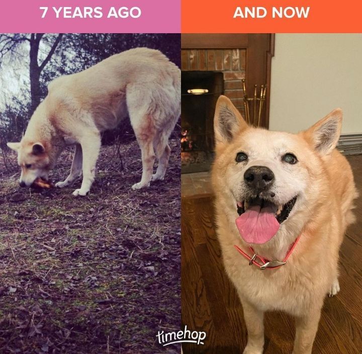 떠돌이 개에서 사랑받는 댕댕이가 되기까지.gif | 인스티즈