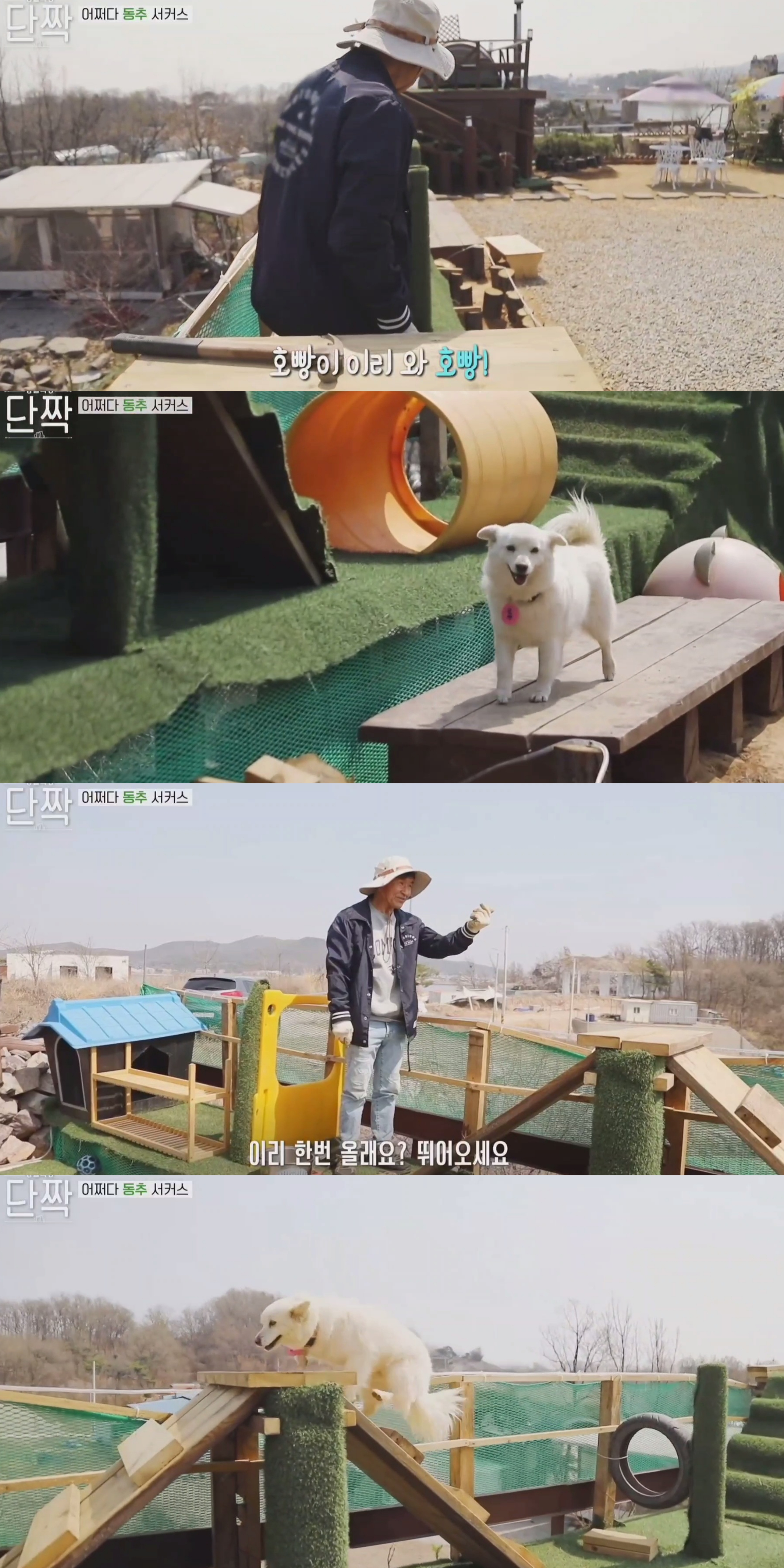 귀엽고 주인 할아버지가 웃긴 호빵이네 가족.jpg | 인스티즈