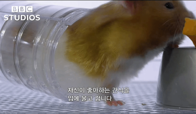 햄스터가 볼에 먹이를 저장하는법.gif | 인스티즈