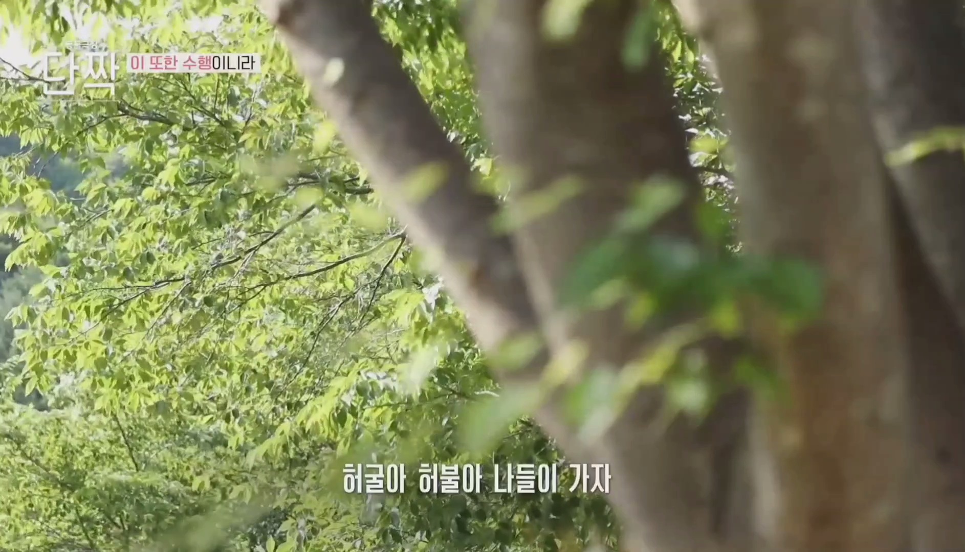 평화롭고 귀여운 견보살 댕댕남매.gif | 인스티즈