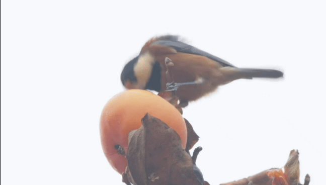 071db5129acb982e5bfab05d82f21bcfbc6b7edf