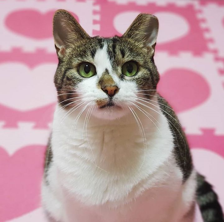 산냥이시절과 집냥이시절이 완전 다른 고양이 | 인스티즈