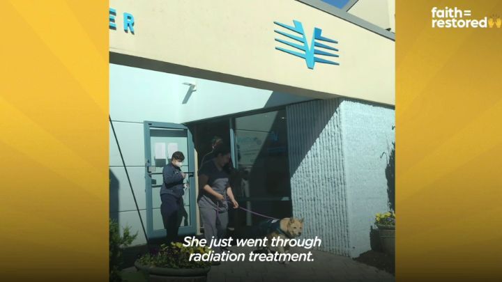 떠돌이 개에서 사랑받는 댕댕이가 되기까지.gif | 인스티즈