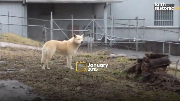 떠돌이 개에서 사랑받는 댕댕이가 되기까지.gif | 인스티즈