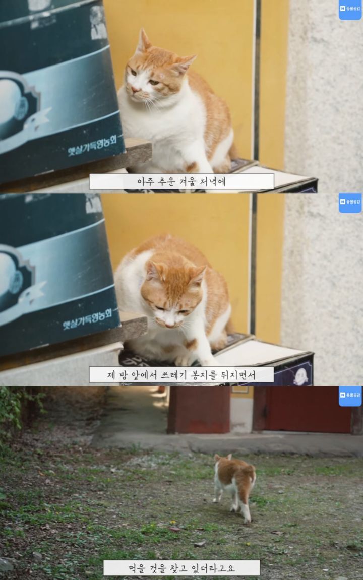 한국기행보는데 고양이가 귀여움 | 인스티즈