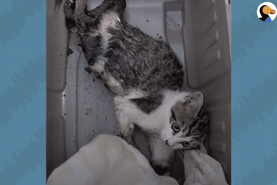 성격있는 아기고양이 정성으로 돌보기.gif | 인스티즈