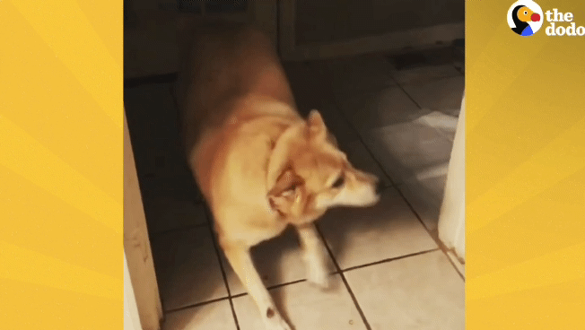 떠돌이 개에서 사랑받는 댕댕이가 되기까지.gif | 인스티즈