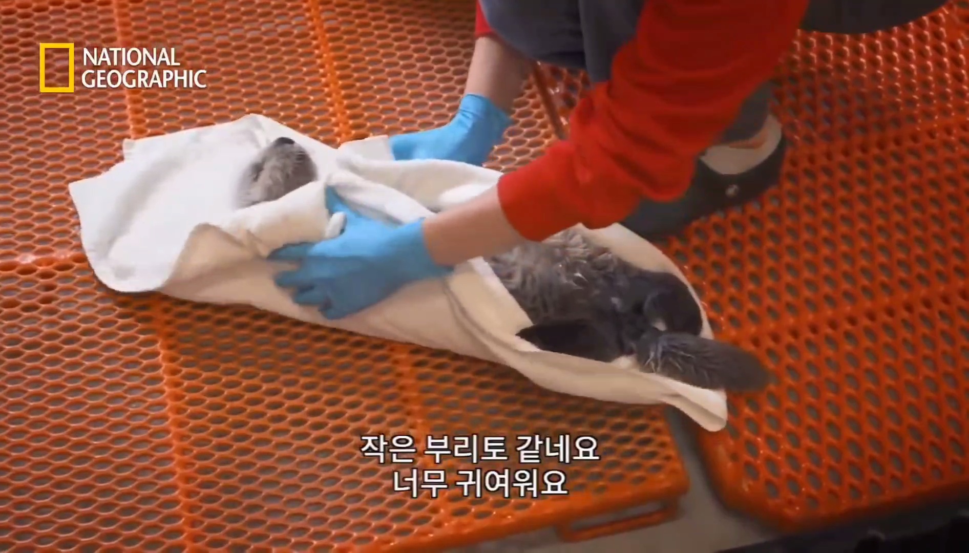작고 소중한 새끼해달 구조 작전.gif | 인스티즈