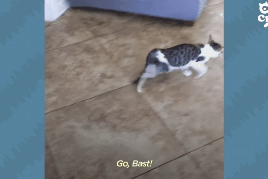 성격있는 아기고양이 정성으로 돌보기.gif | 인스티즈