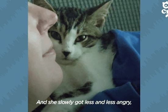 성격있는 아기고양이 정성으로 돌보기.gif | 인스티즈