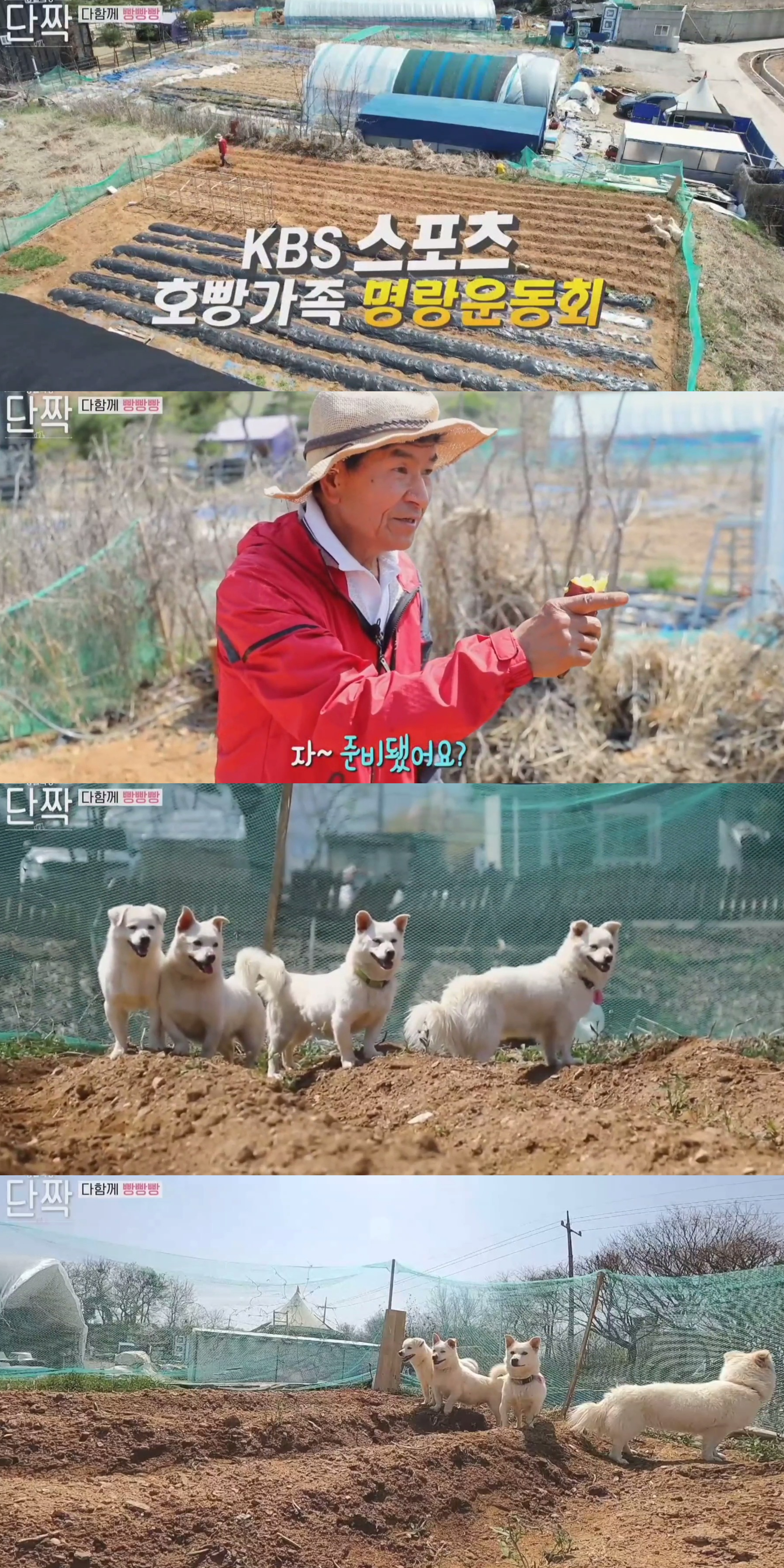 귀엽고 주인 할아버지가 웃긴 호빵이네 가족.jpg | 인스티즈