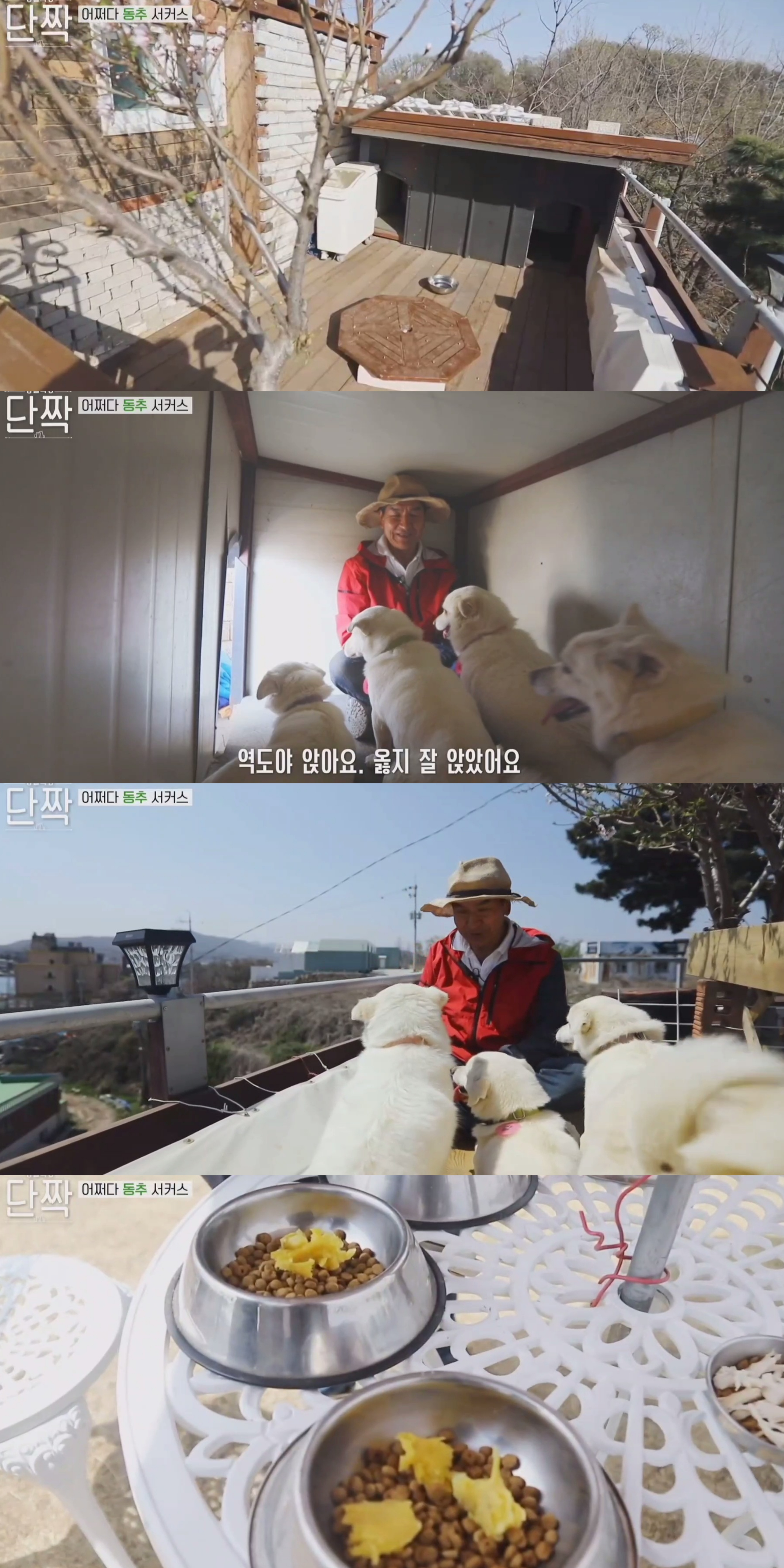 귀엽고 주인 할아버지가 웃긴 호빵이네 가족.jpg | 인스티즈