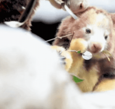 레서판다와 캥거루를 섞어놓은듯한 귀염둥이 | 인스티즈
