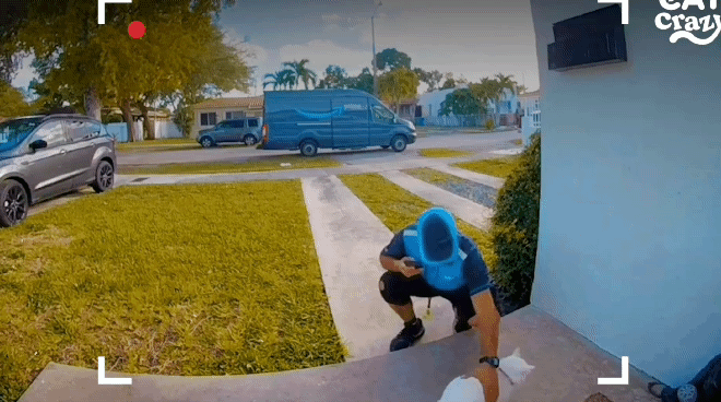 배송기사님 반기느라 바쁜 고양이.gif | 인스티즈