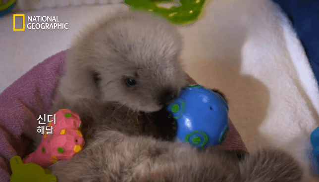작고 소중한 새끼해달 구조 작전.gif | 인스티즈