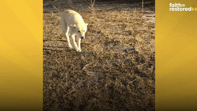떠돌이 개에서 사랑받는 댕댕이가 되기까지.gif | 인스티즈
