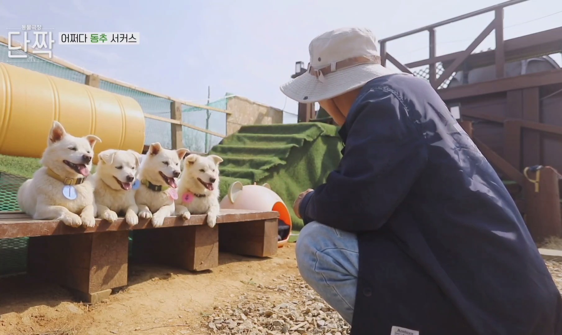 귀엽고 주인 할아버지가 웃긴 호빵이네 가족.jpg | 인스티즈
