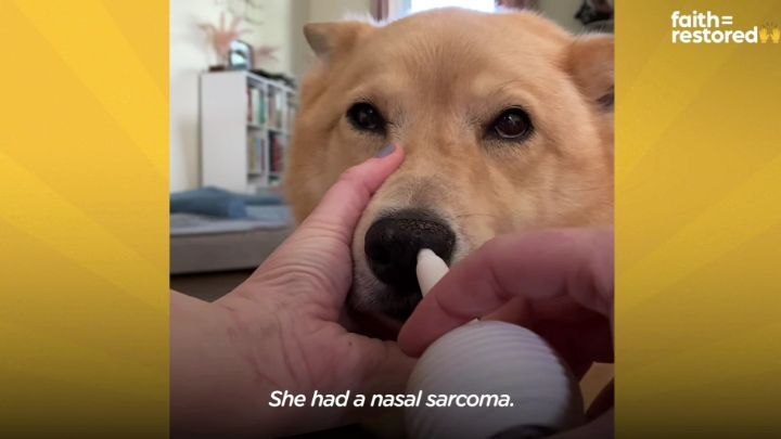 떠돌이 개에서 사랑받는 댕댕이가 되기까지.gif | 인스티즈