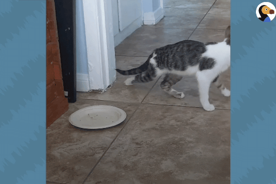 성격있는 아기고양이 정성으로 돌보기.gif | 인스티즈