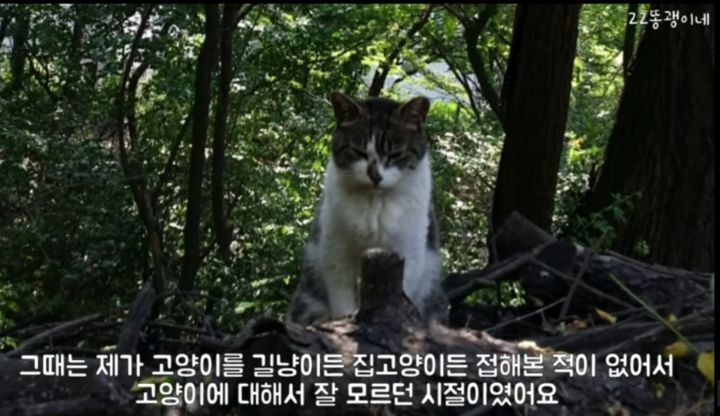 산냥이시절과 집냥이시절이 완전 다른 고양이 | 인스티즈
