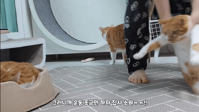 [똥괭이네] 무던한 고양이.gif | 인스티즈
