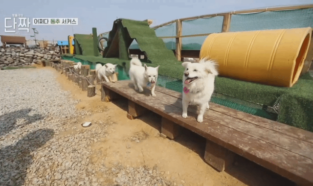 귀엽고 주인 할아버지가 웃긴 호빵이네 가족.jpg | 인스티즈