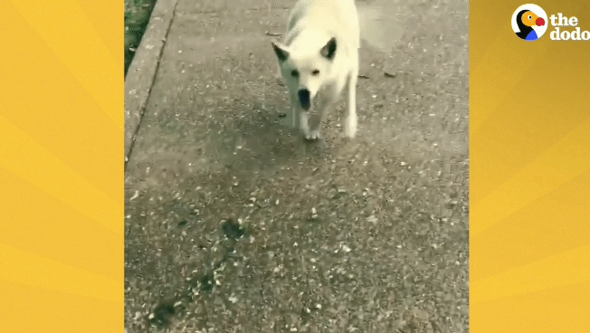 떠돌이 개에서 사랑받는 댕댕이가 되기까지.gif | 인스티즈