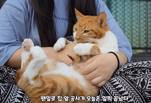 [똥괭이네] 무던한 고양이.gif | 인스티즈