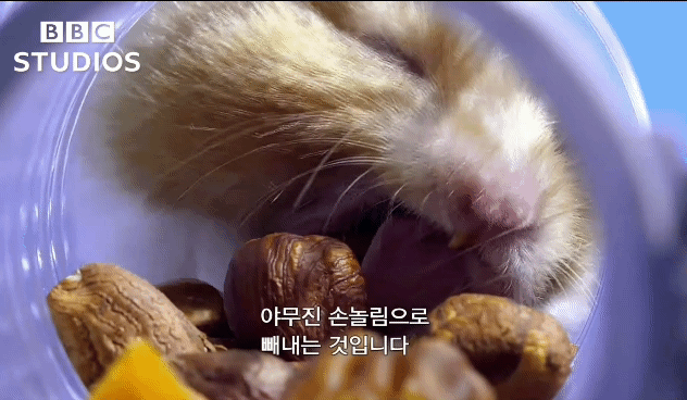 햄스터가 볼에 먹이를 저장하는법.gif | 인스티즈