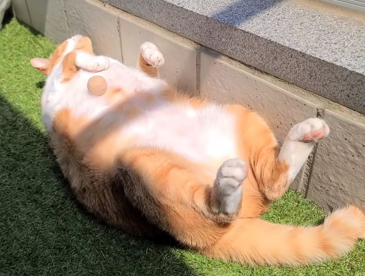 [똥괭이네] 무던한 고양이.gif | 인스티즈