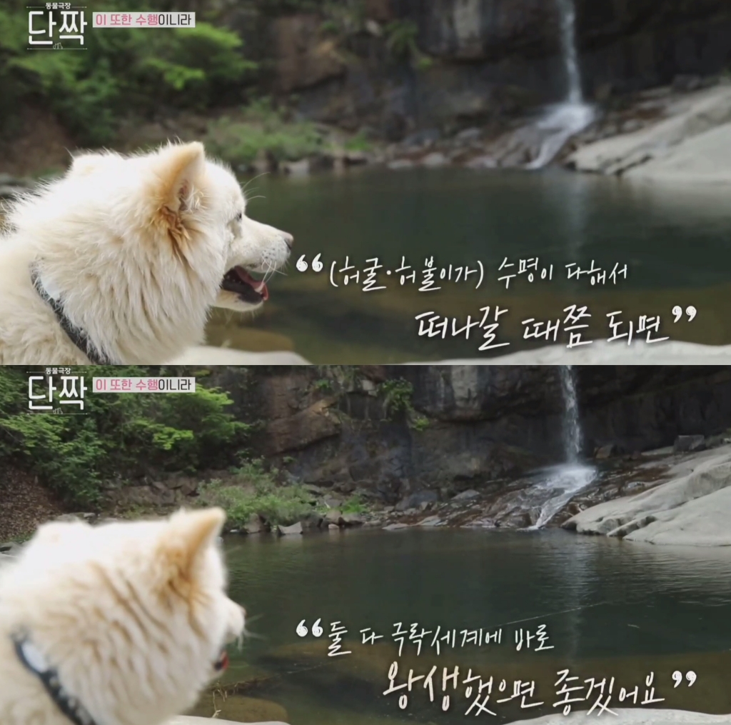 평화롭고 귀여운 견보살 댕댕남매.gif | 인스티즈