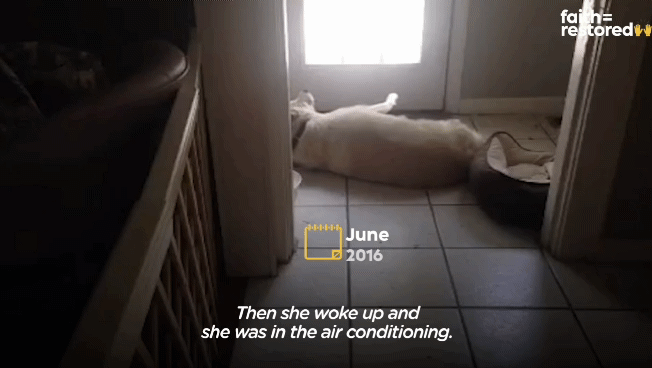 떠돌이 개에서 사랑받는 댕댕이가 되기까지.gif | 인스티즈