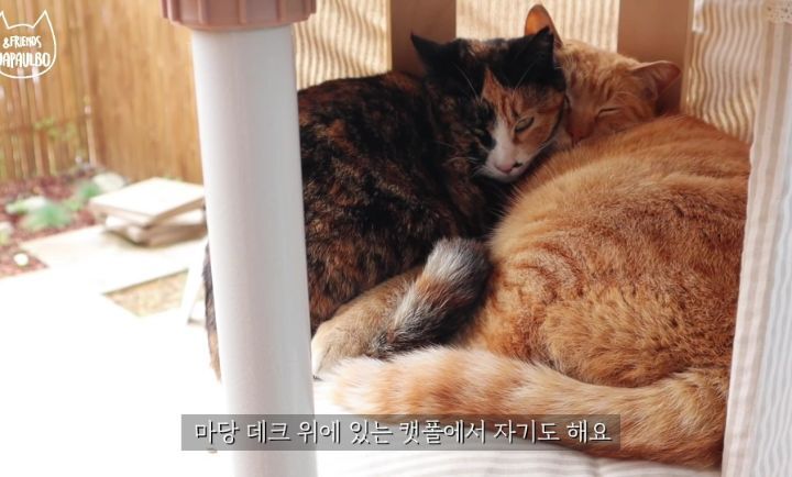 대낮부터 한 잔 걸친 고양이.gif | 인스티즈
