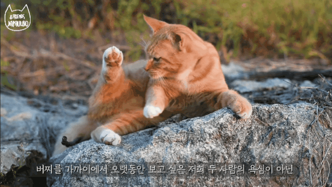 대낮부터 한 잔 걸친 고양이.gif | 인스티즈