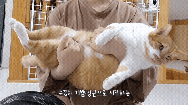 [똥괭이네] 무던한 고양이.gif | 인스티즈