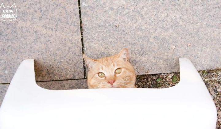 대낮부터 한 잔 걸친 고양이.gif | 인스티즈