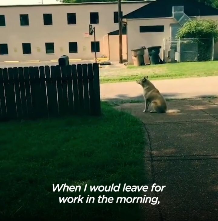 떠돌이 개에서 사랑받는 댕댕이가 되기까지.gif | 인스티즈