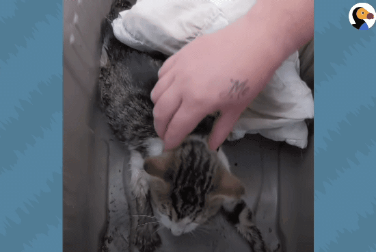 성격있는 아기고양이 정성으로 돌보기.gif | 인스티즈