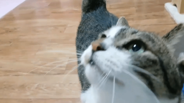 산냥이시절과 집냥이시절이 완전 다른 고양이 | 인스티즈