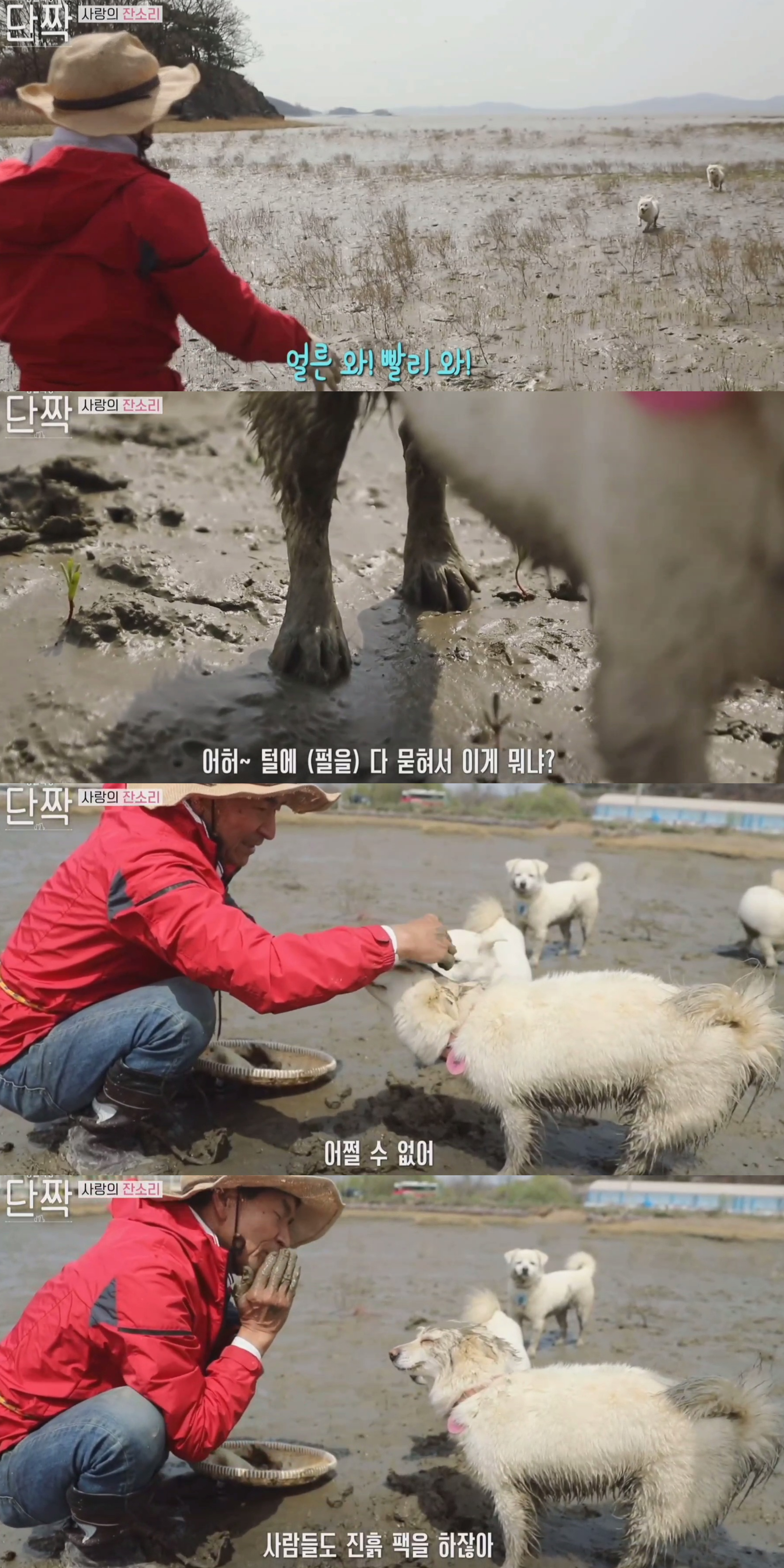 귀엽고 주인 할아버지가 웃긴 호빵이네 가족.jpg | 인스티즈