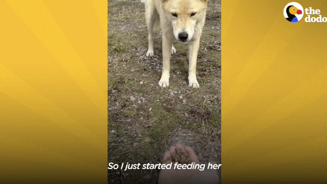 떠돌이 개에서 사랑받는 댕댕이가 되기까지.gif | 인스티즈