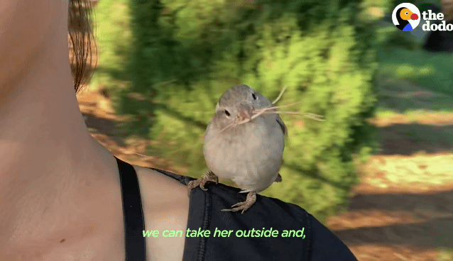 393a9becd0947dfd71e4e540b05c1a874d29d2ca