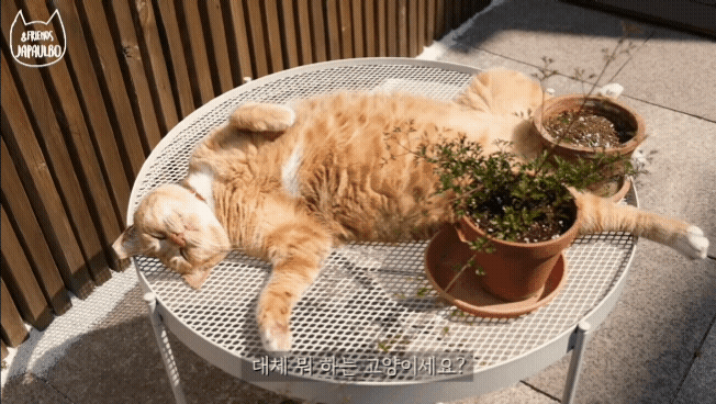 대낮부터 한 잔 걸친 고양이.gif | 인스티즈