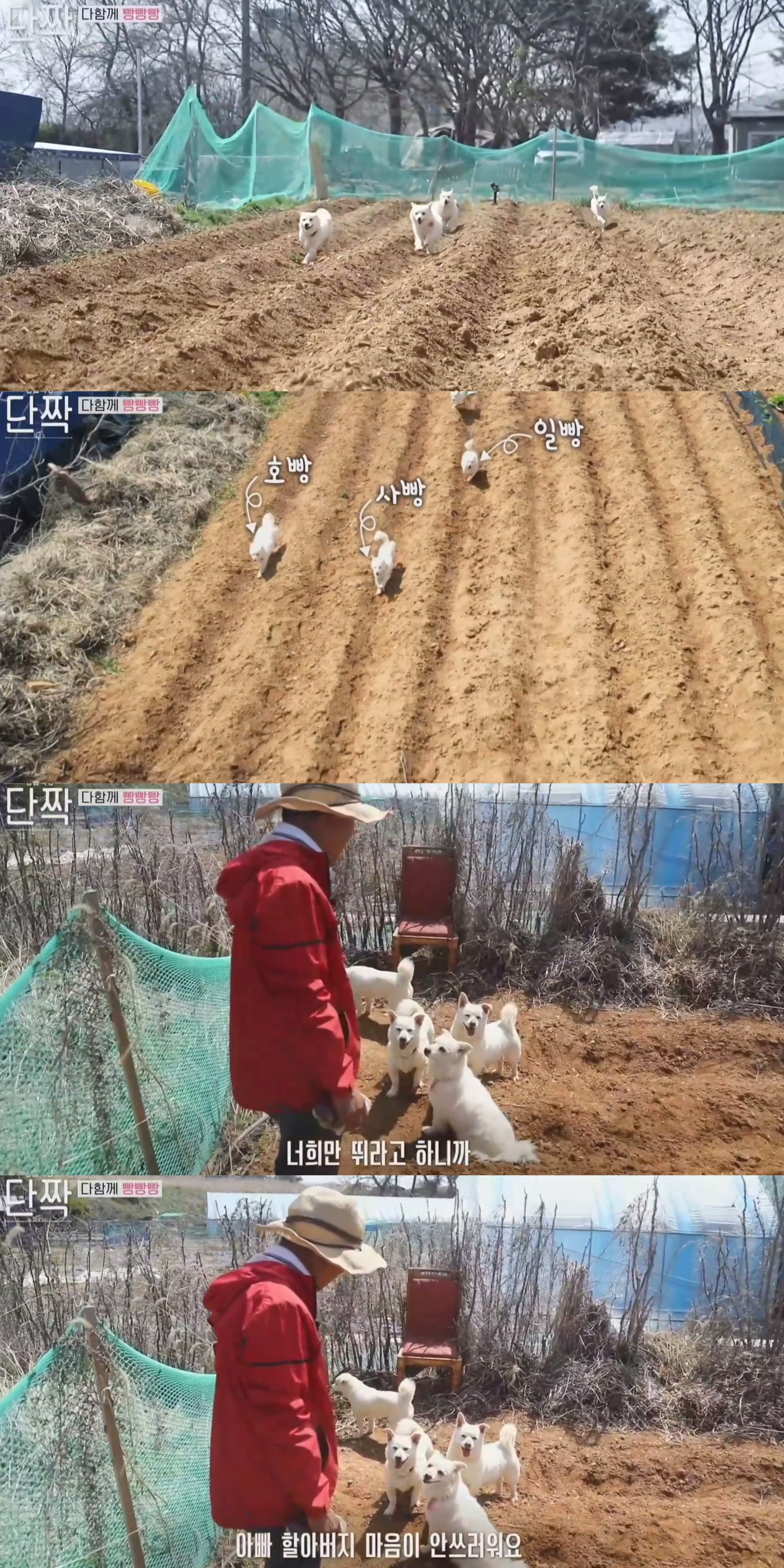 귀엽고 주인 할아버지가 웃긴 호빵이네 가족.jpg | 인스티즈