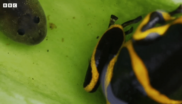 올챙이 등에 업고 다니는 개구리.gif | 인스티즈