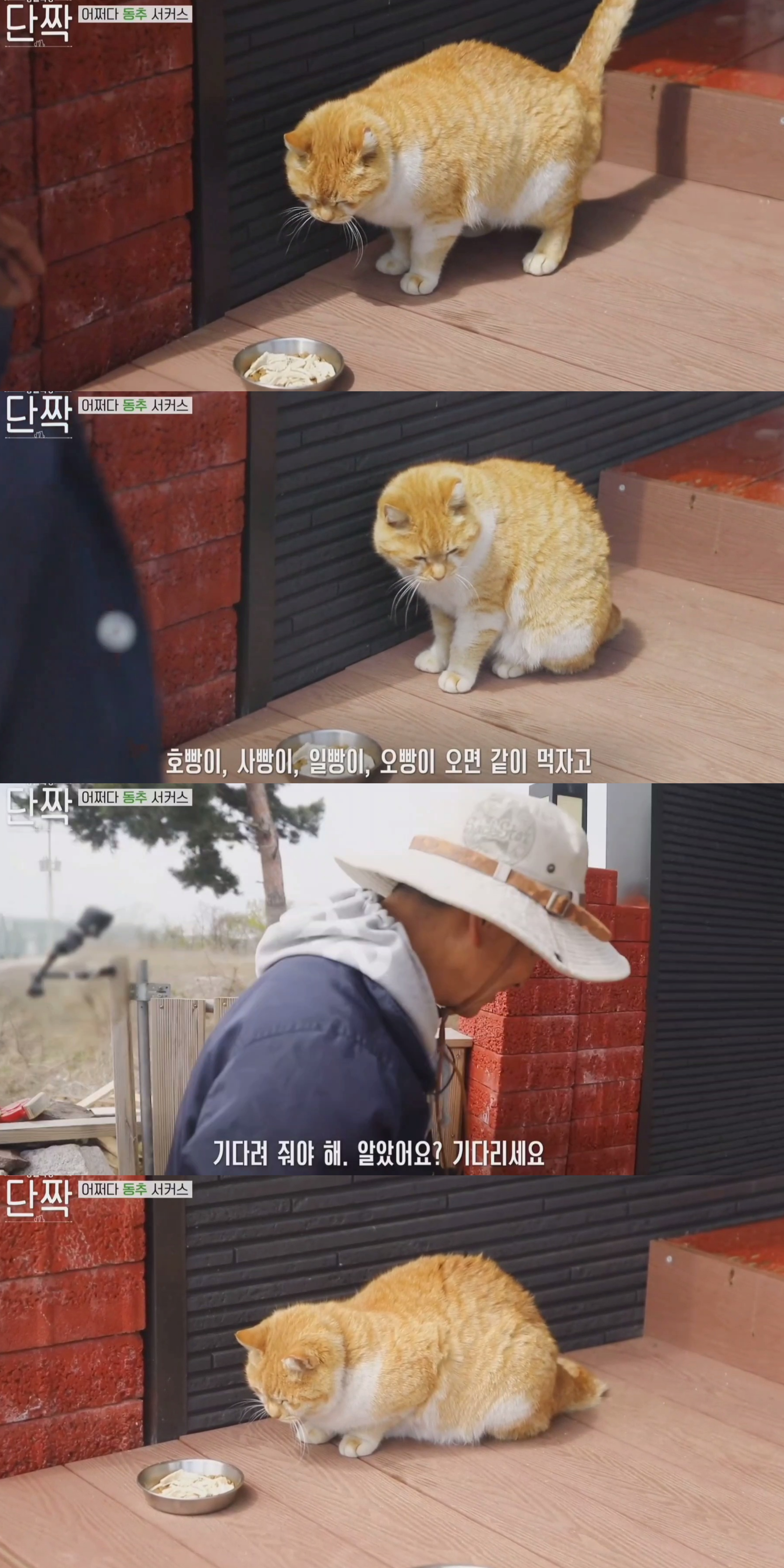 귀엽고 주인 할아버지가 웃긴 호빵이네 가족.jpg | 인스티즈