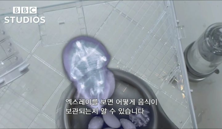 햄스터가 볼에 먹이를 저장하는법.gif | 인스티즈