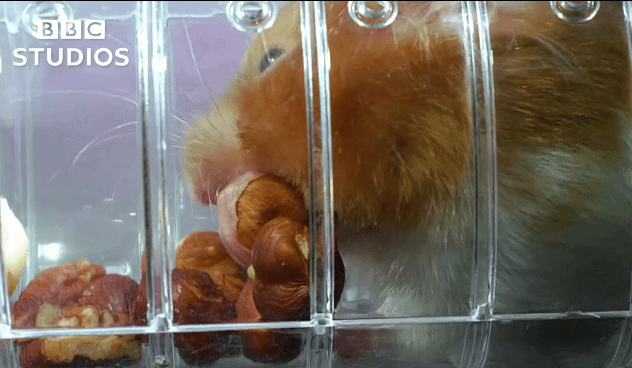 햄스터가 볼에 먹이를 저장하는법.gif | 인스티즈