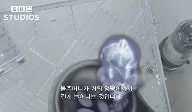 햄스터가 볼에 먹이를 저장하는법.gif | 인스티즈