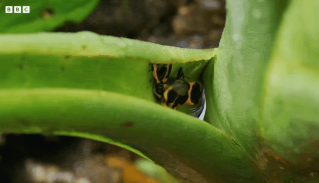 올챙이 등에 업고 다니는 개구리.gif | 인스티즈